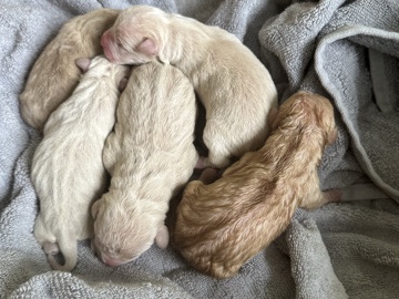 Cane Corso - Puppies available for adoption in Danville