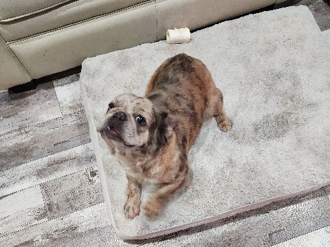 French Bulldog – Frenchie fluffy – Palm Springs