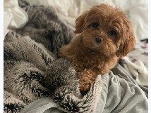 Yorkie Poo – Brownie! contact me *** – Providence