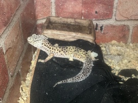 lepord gecko