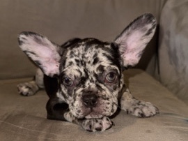 French Bulldog – Adorable French Bulldog Puppy – 6 Months Old in Saint Louis – Saint Louis