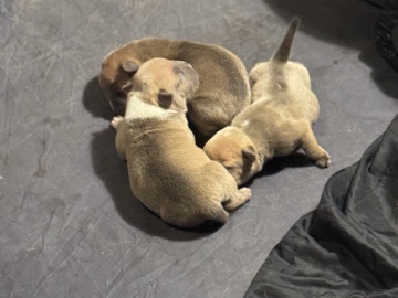 American Bulldog – American bully (Pocket) – Hopkinsville