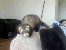 Cinnamon – Sweet Luna Looking for Her Forever Home – Arlington