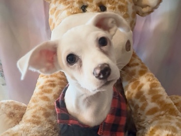 chihuahua poodle boys 