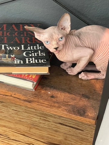 Sphynx – Sphynx Cat