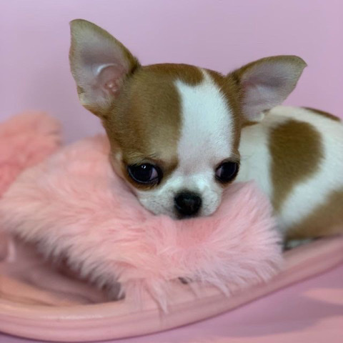 Chihuahua – adorable