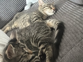 European Shorthair – kitten zu verkaufen – Braunschweig