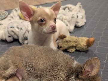 Chihuahua – Beautiful Chihuahuas! – Spartanburg