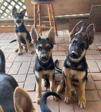 German Shepherd – German Shepherd Puppies