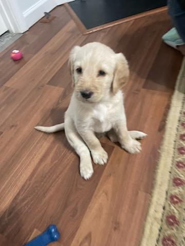 Labradoodle Double Doodles