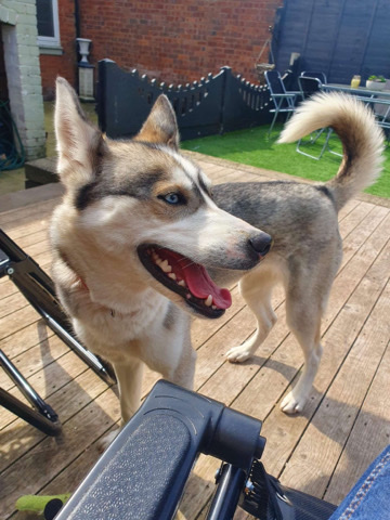 Siberian Husky – 3year old husky