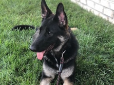 German Shepherd – 4 year old German shepherd