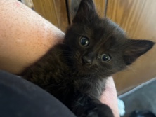The Only Boy & Polydactyl Prince (Male) – Bremerton