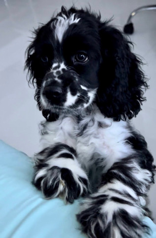 American Cocker Spaniel – Cocker Spaniel Female