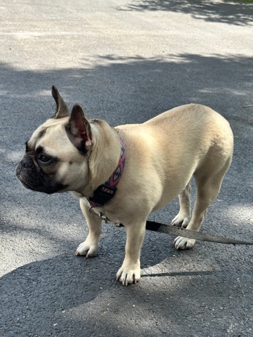 French Bulldog – french bulldog