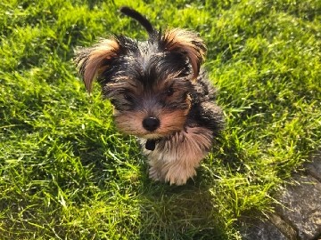 Yorkshire Terrier - Mini Yorkshire Terrier Welpe sucht sein Zuhause  available for adoption in Schüttorf