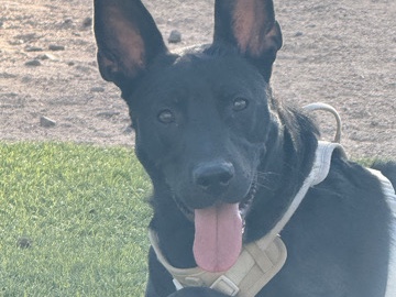 German Shepherd – Ayce the German Shepherd – Phoenix