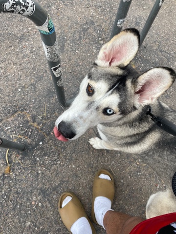 Siberian Husky – husky needs home
