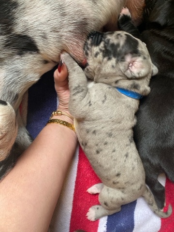 Great Dane – Great dane puppies for sale.