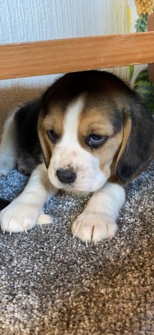 Beagle – beautiful Beagle puppies