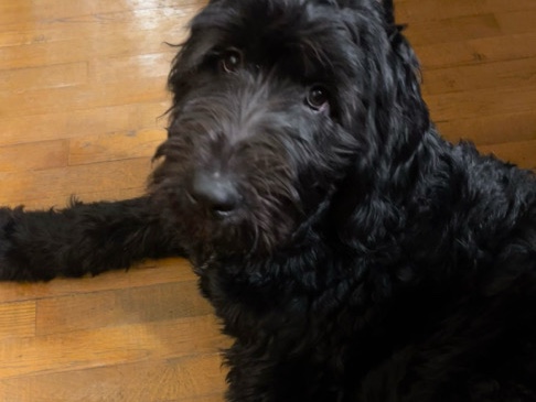 Doodle – Heidi - Newfidoodle – Lockport