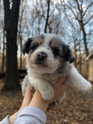 Australian Shepherd – Australian shepherd pup