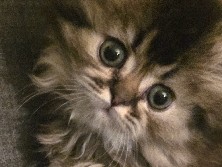 British Longhair – kitten British shorthair – Hawthorne