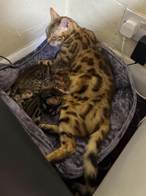Bengal – mr marin