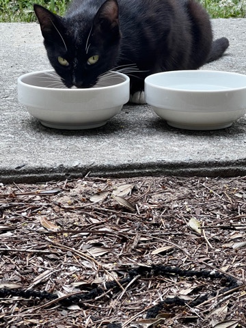 Kitty for Free 💕