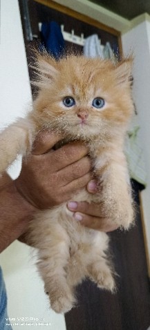 Persian (Modern) – Persian Kittens available for sale