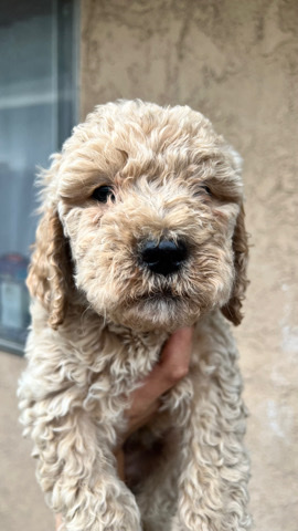rehoming white golden doodles