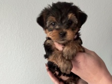 Yorkshire Terrier – Yorkie Puppies – Houston