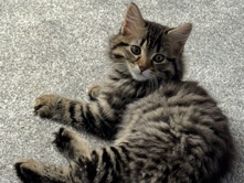 Maine Coon – mainecoon kitten – Wallsend