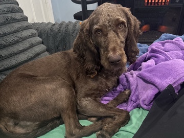 Goldendoodle – giving to good home – Hazard