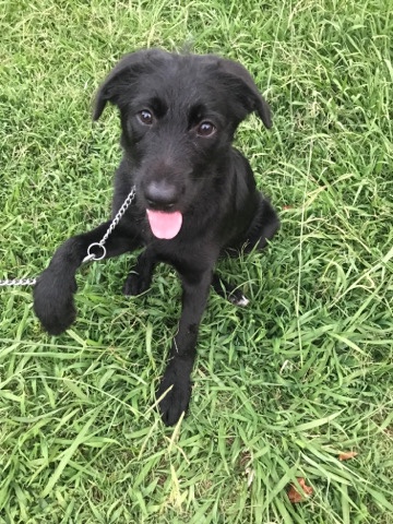rehome