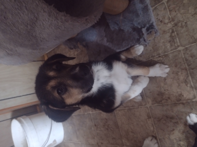 Mixed breed puppies