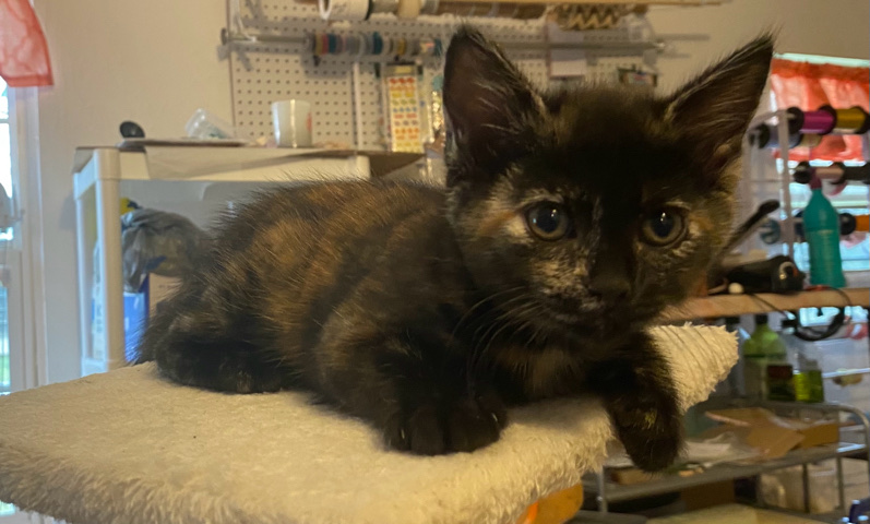 kittens