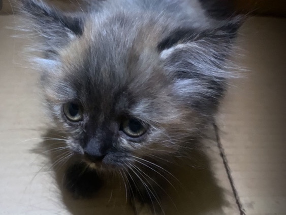 Persian (Modern) – Persian cat for sell