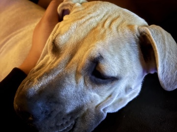 Mixed Breed – Nova, needs to be rehomed ASAP – Lakewood