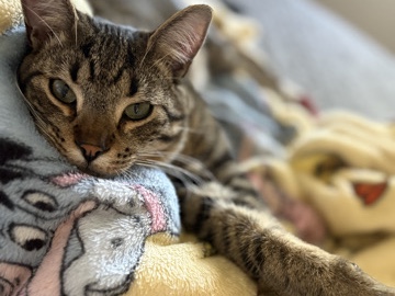 Russian White, Black and Tabby – rehoming 11 month old boy tabby – Peachtree City