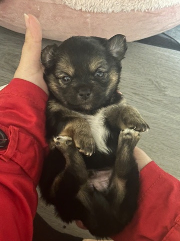 Yorkshire Terrier – Bear (boy)