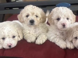 Poodle – poddles for sale – Oakland