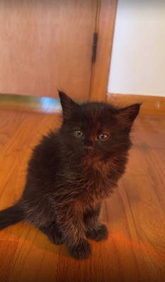 American Shorthair – Rehoming 2 black kittens – Glastonbury