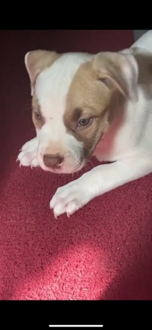 American Pit Bull Terrier – American Pit Bull