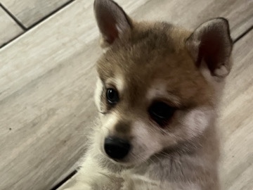 Mini Huskies puppies in Oregon 