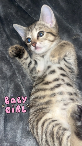 Russian White, Black and Tabby – Tabby Kittens