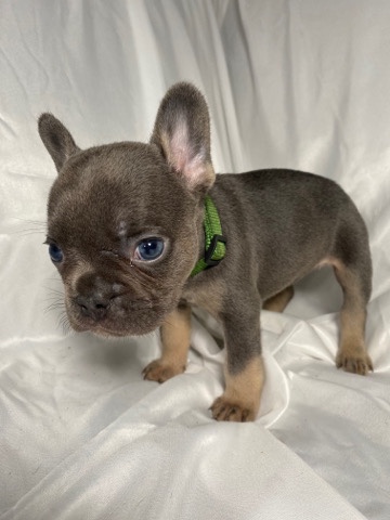 French Bulldog – Beautiful Frenchies