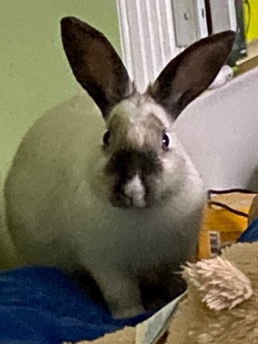 Dwarf Hotot – Energetic Bunny
