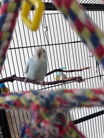 Budgies/ Parakeets