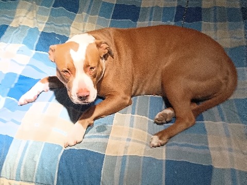 American Pit Bull Terrier – rehome female pit bull – Fresno
